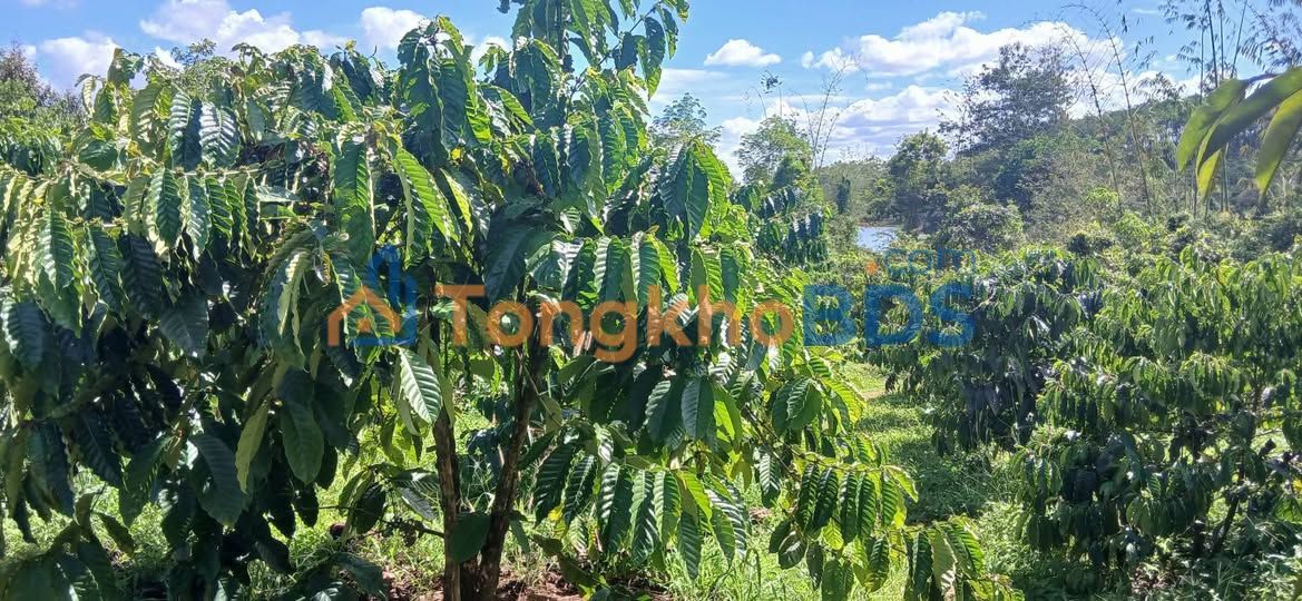 Đất Vườn 27.000m² Tỉnh Đắk Nông - Giá 1.35 Tỷ - Sẵn Nước Tưới