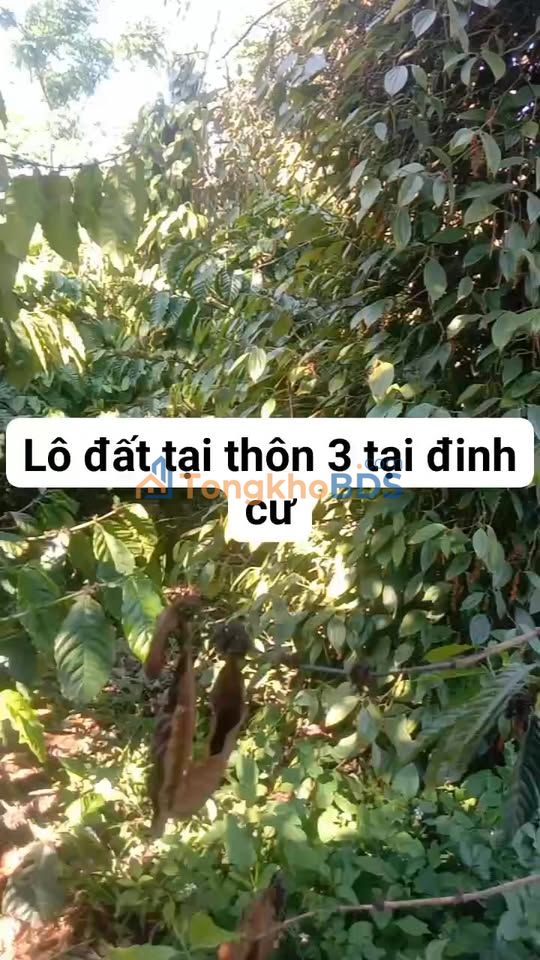 Đất Nền 11.000m² Đắk Nông - Sổ Đỏ Kín Gió, Giá 3.2 Tỷ