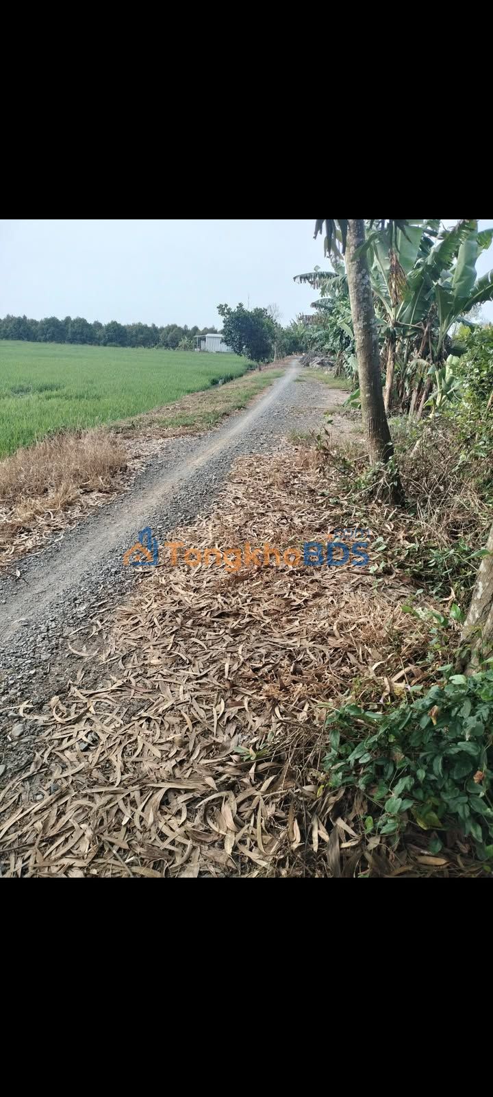 Bán Đất Vườn Mít 3.4ha Xã Thanh Mỹ, Đồng Tháp - Sẵn Sàng Kinh Doanh