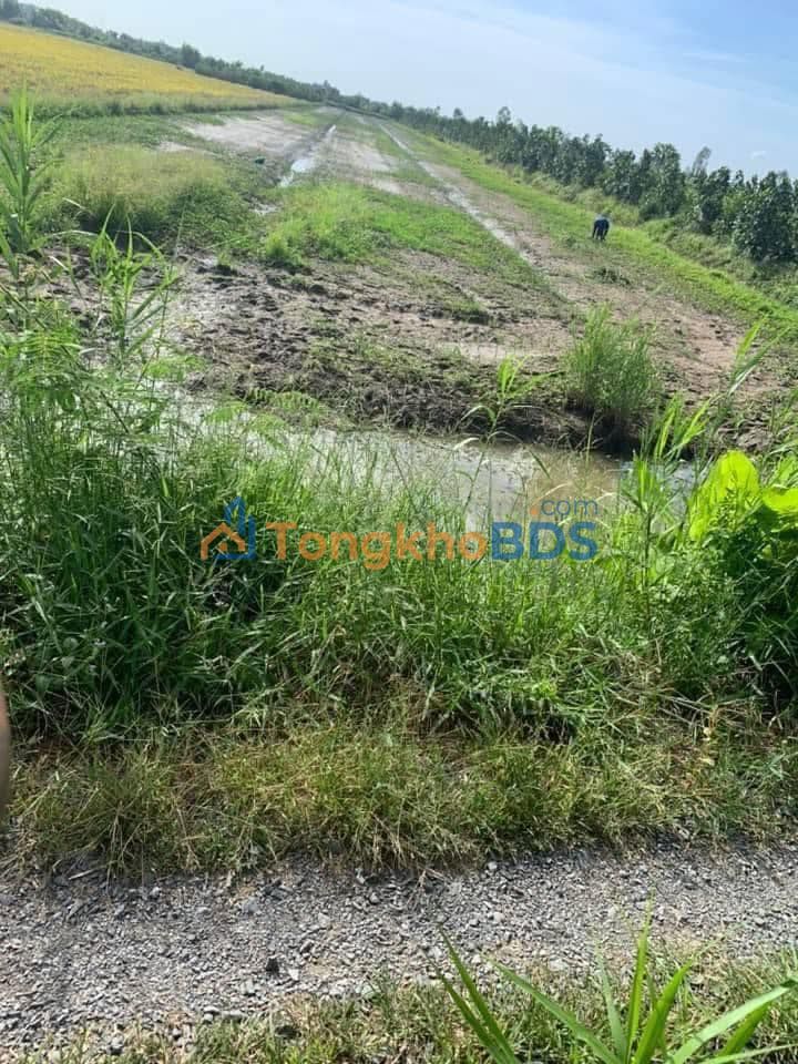 Bán Đất Vườn 7089m² Đồng Tháp - Hai Mặt Tiền, Giá Tốt