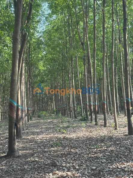 Bán Gấp 32400m² Đất Vườn Cao Su Tại Phú Giáo, Bình Dương - Giá 2.8 Tỷ