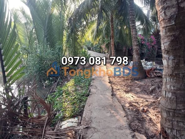 Bán Gấp 9157m² Vườn Dừa Bến Tre - Sẵn Trái, Giáp Sông, Giá Đầu Tư