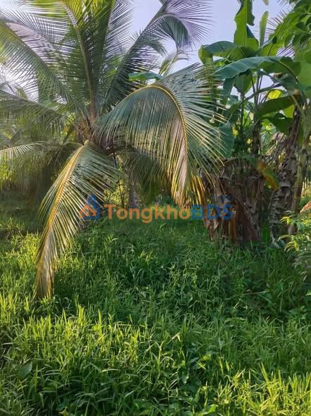 Bán Đất Phước Mỹ Trung Bến Tre 830m² - Sổ Hồng Rõ Ràng, Giá 450 Triệu