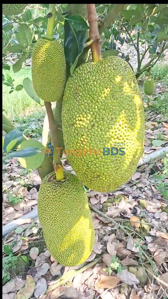 Đất Vườn 1000m² Xã Thanh Mỹ, Đồng Tháp - Giá Tốt Đầu Tư