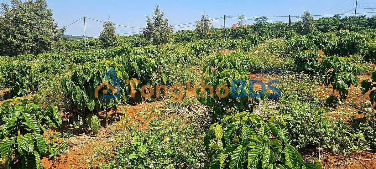 Farm Tân Hà Lâm Hà 10.000m² 4.2 tỷ - Sổ hồng rõ ràng
