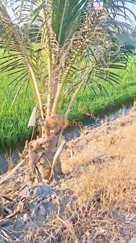 Cho thuê đất ruộng 1000m² tại Đồng Tháp - Giá chỉ 6 triệu/tháng