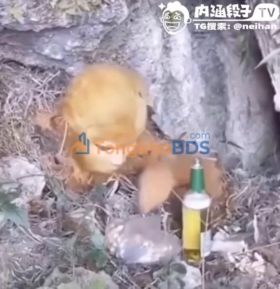 Nhà 72m² Hẻm 5m Tam Đa, Q9 - Giá 4.5 Tỷ, Sổ Hồng Vuông Vức