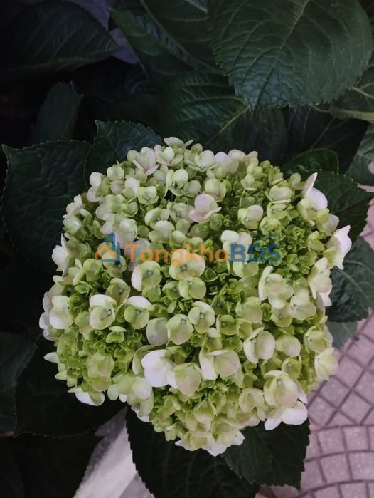 Đất Ao 40m² Xã Phú Xuyên, Thường Tín - Sổ Chung, Giá Mềm