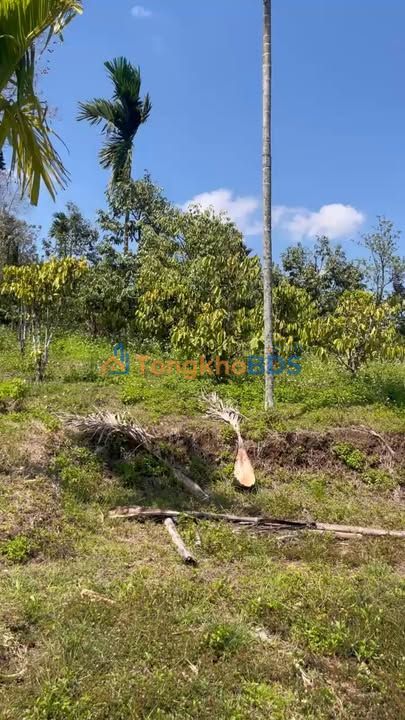 Farm 10.000m² Phú Yên - Cho thuê 70 Triệu/3 Năm - Sẵn Vườn Cây Ăn Trái