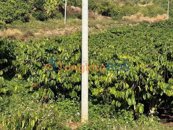 Đất nền Tân Hà Lâm Hà 1.404m² 1.85 tỷ - Đường to ô tô