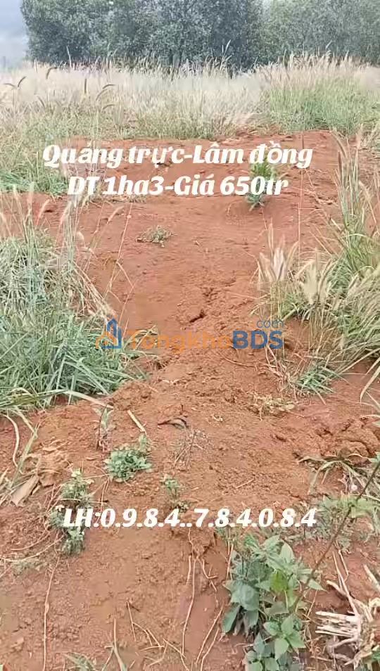 Bán Gấp Farm 1.3ha Đắk Nông - Sẵn Ao Hồ, Giá 650 Triệu