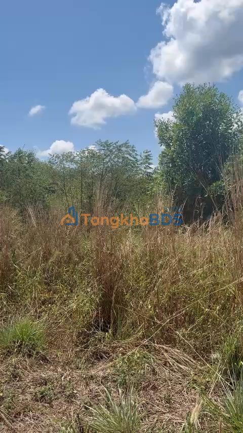 Đất Nền Nghĩa Bình, Bình Phước - 2750m² Chỉ 150 Triệu - Sổ Đỏ Sẵn Sàng