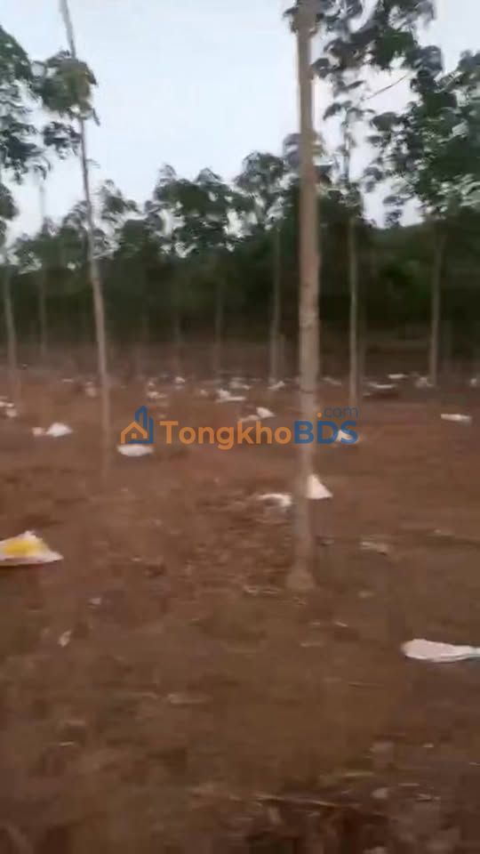 Bán Đất Vườn 2ha Xã Bom Bo, Bình Phước - Giá Đầu Tư 2.6 Tỷ