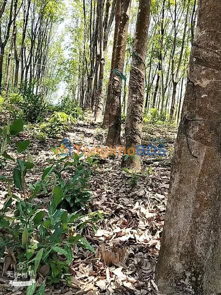 Bán Đất Farm 1.7ha Bù Đăng, Bình Phước - Vườn Cao Su 13 Năm Tuổi, Giá 2.8 Tỷ