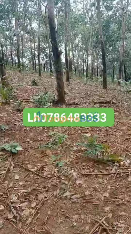 Bán Đất Vườn 2.2ha Sổ Hồng Riêng, Mặt Tiền Đường 6m Tại Bù Đăng, Bình Phước