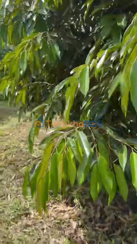 Bán Gấp Đất Vườn 3.2ha View Hồ Thác Mơ, Bình Phước - 10 Tỷ