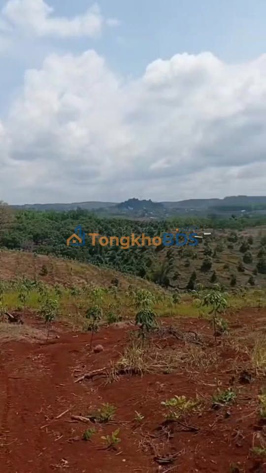 Bán Gấp Vườn Cao Su Non 2ha Bù Đăng, Bình Phước - Sẵn Sàng Chuyển Đổi