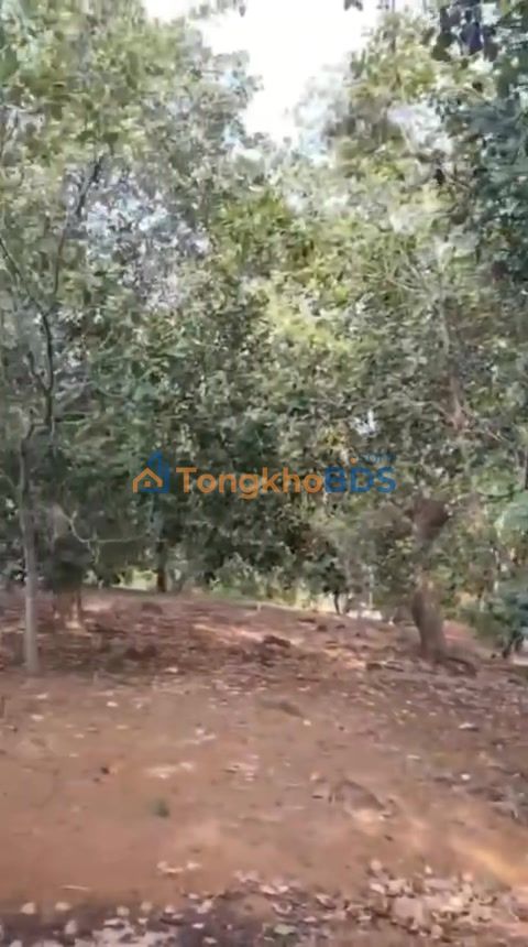 Bán đất vườn Bình Phước 21000m² - Sổ hồng sẵn, ôm suối mát