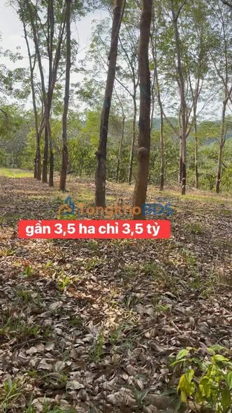 Bán Gấp Đất Vườn 3.5ha Bình Phước - Sổ Hồng Riêng