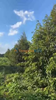 Đắk Nông: Vườn Sầu Riêng 8.6 Sào Đỏ Bazan - Thu Nhập Ổn Định