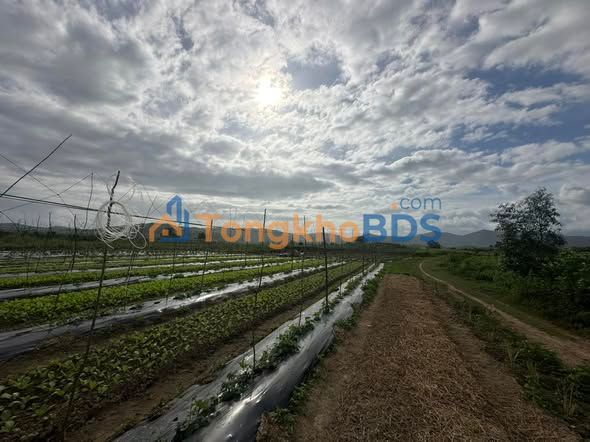 Bán Gấp 10.5ha Đất Vườn Ninh Hoà - Sẵn Sàng Làm Trang Trại, Nuôi Yến