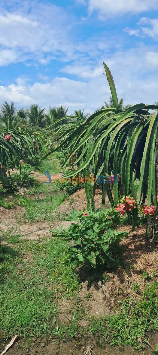 Bán Đất Vườn Tiền Giang 5380m² - Giá Tốt 1.88 Tỷ, Sổ Hồng Rõ Ràng