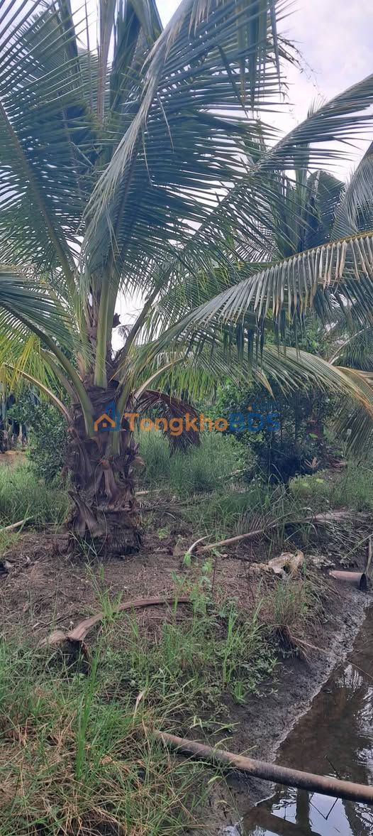 Đất Vườn Tiền Giang 4989m² - Sổ Hồng Rõ Ràng, Giá Đầu Tư Tốt