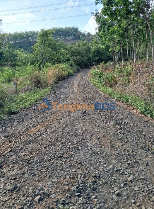 Bán Gấp 1ha Đất Vườn Bình Phước - Sổ Hồng, Xe Hơi Tới Tận Nơi