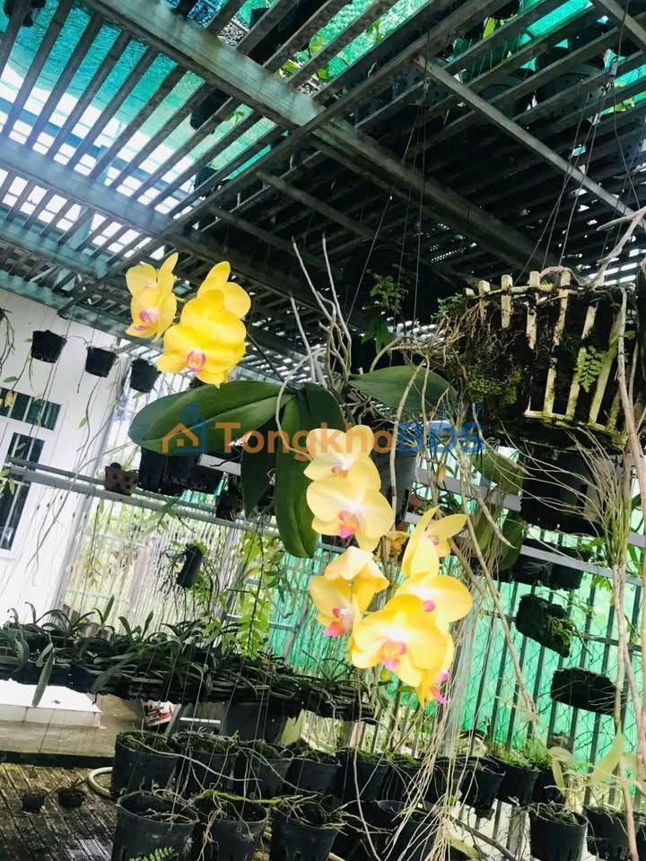 Cho thuê nhà 1PN, sân ô tô Phường Tân Định, Bến Cát - 4 Triệu/tháng