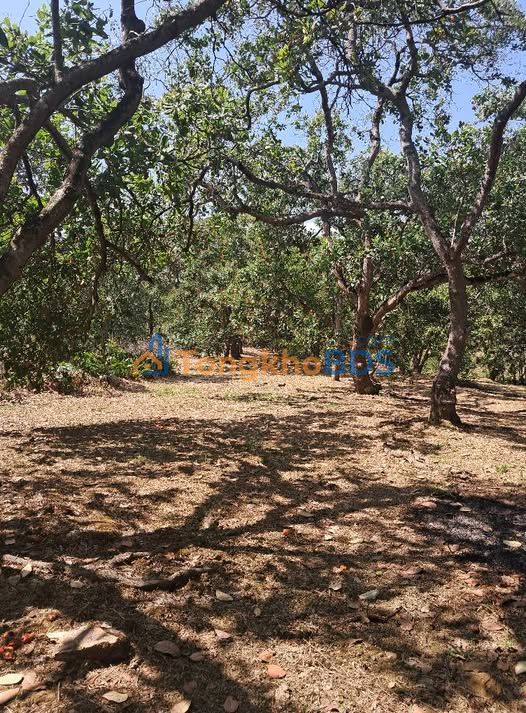 Bán Gấp Đất Rẫy Điều 2.4ha Xã Phú Trung, Bình Phước - Giá 2.4 Tỷ