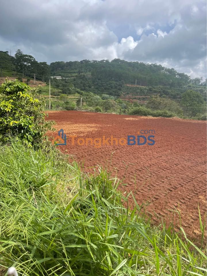 Đất Xuân Trường Đà Lạt 2500m² 4 tỷ - Sổ đỏ chính chủ