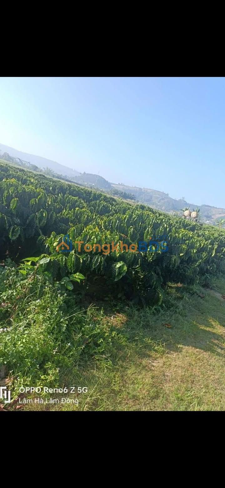 Đất vườn Lâm Hà 1.692m² 2.7 tỷ - Sinh thái xanh