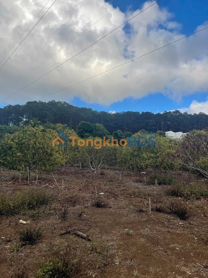 Bán Đất Vườn 6.5 Sào Xã Lạc Xuân, Lâm Đồng - Giá 3.65 Tỷ