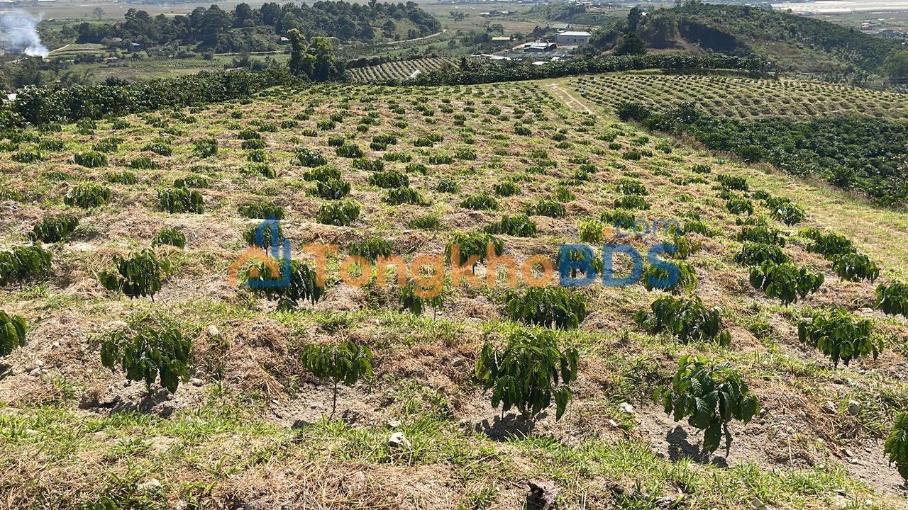 Đất Nền Đức Trọng 16.000m² - Mặt Tiền Lớn, Sổ Đỏ Toàn Bộ