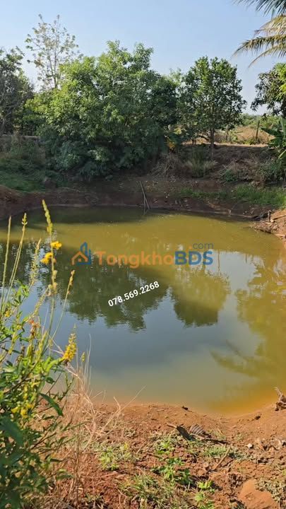 Farm 1.1ha Cà Phê, Tiêu, Sen - Ia Hru, Gia Lai - Giá 1.65 Tỷ