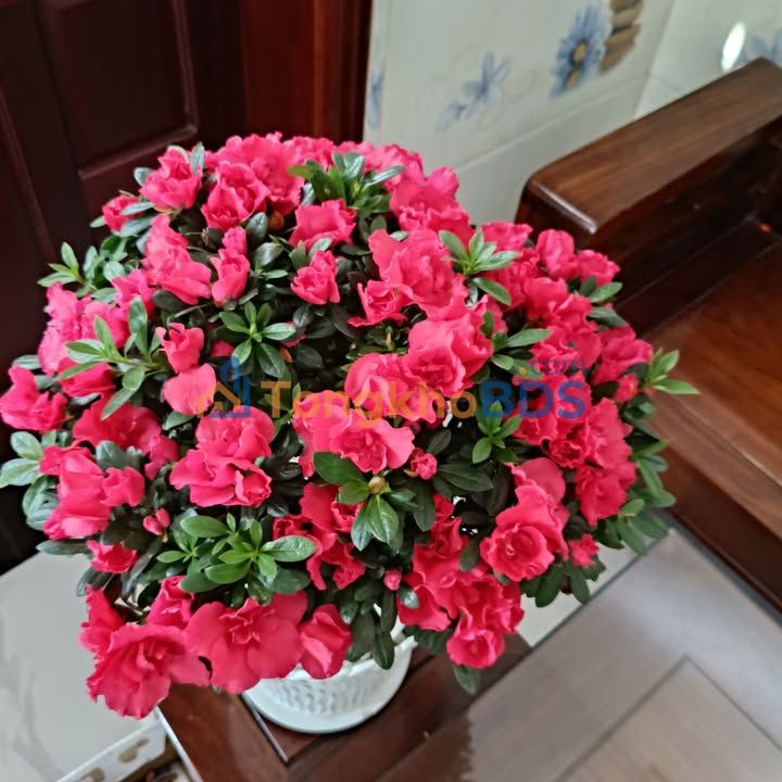 Đất nền TDC Dương Sơn 4 Hải Châu 127m² 3,85 tỷ Sổ đỏ chính chủ