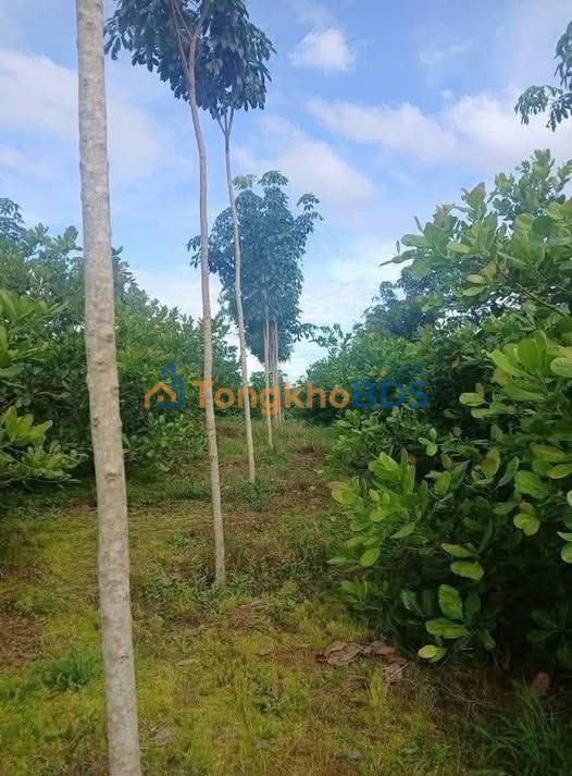 Bán Gấp 5ha Đất Vườn Điều Cao Su Tại Chợ Mới, An Giang - Giá Tốt