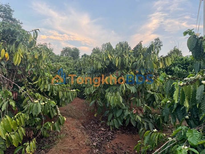 Đất vườn ChưPRông 1.800m² giá 110 triệu/4 năm - Đầu tư dài hạn