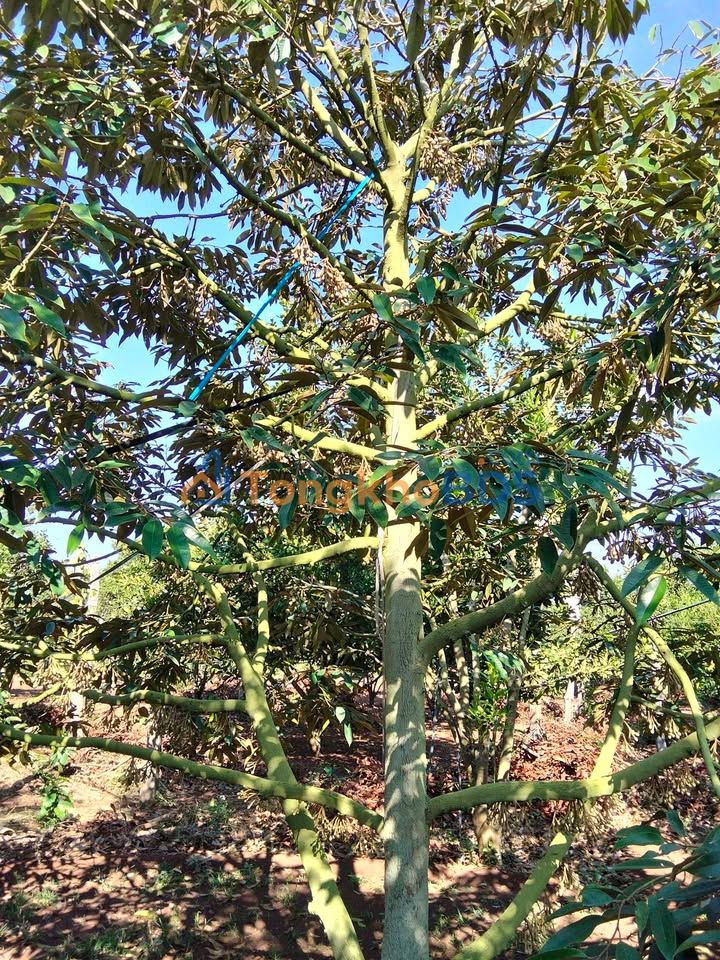 Bán Gấp Farm 3600m² Đắk Lắk - Vườn Sầu Riêng Kinh Doanh, Giá Chỉ Hơn 1 Tỷ