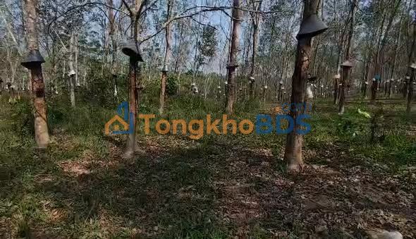 Đất Vườn 2ha Gần Nguồn Nước - Giá Tốt 3.67 Tỷ Tại Kon Tum