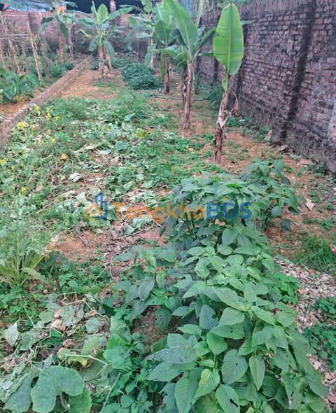 Đất thổ cư Đan Tảo, Sóc Sơn 100m² - Đường ô tô tránh, gần ĐH Điện Lực 2