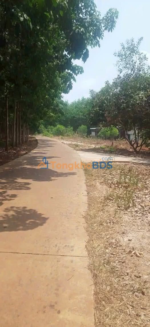 Đất Vàng Bình Phước: 5000m² Mặt Tiền Đường Bê Tông Giá 1.6 Tỷ - Cơ Hội Đầu Tư