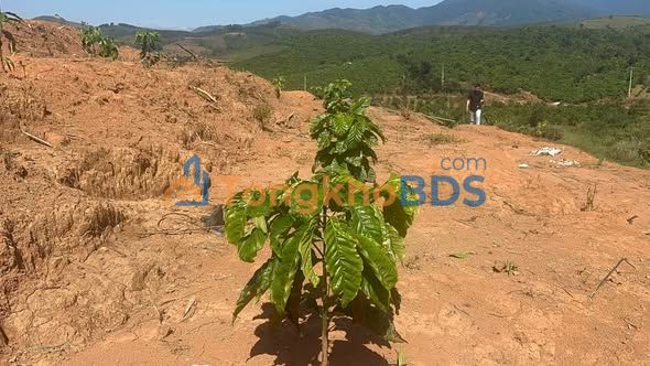 Bán Gấp 1.5ha Đất Vườn Trồng Cà Phê Đắk Xú, Kon Tum - Giá Tốt