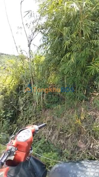 Bán Gấp 10ha Đất Farm Đak Rve Kon Tum - Sẵn Sàng Trồng Trọt