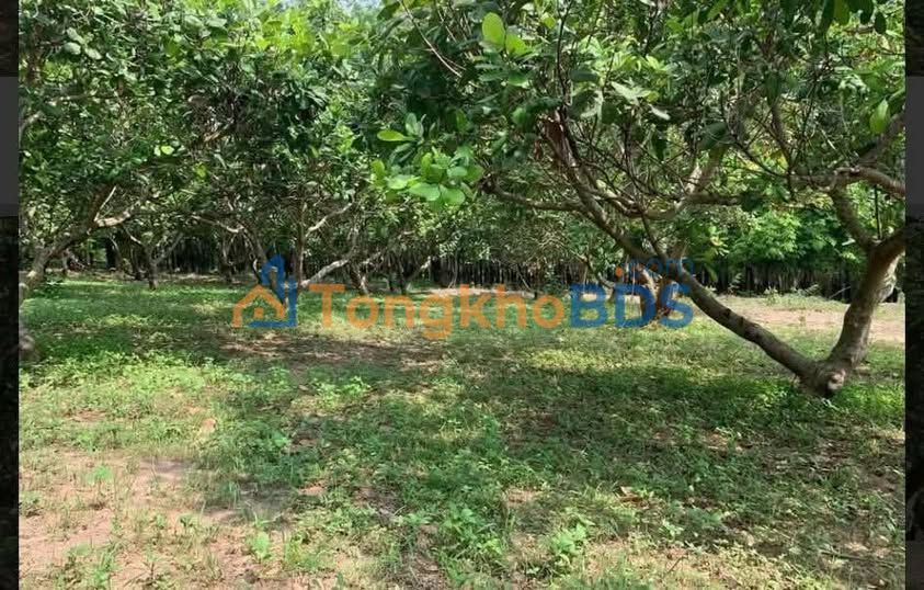 Đất Vườn Hớn Quản, Bình Phước - 2700m² Mặt Tiền 21m, Giá Tốt 490 Triệu