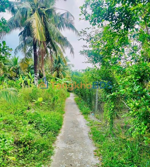 Bán Đất Nền Chợ Lách, Bến Tre 980m² - Sổ Hồng Sẵn Sàng