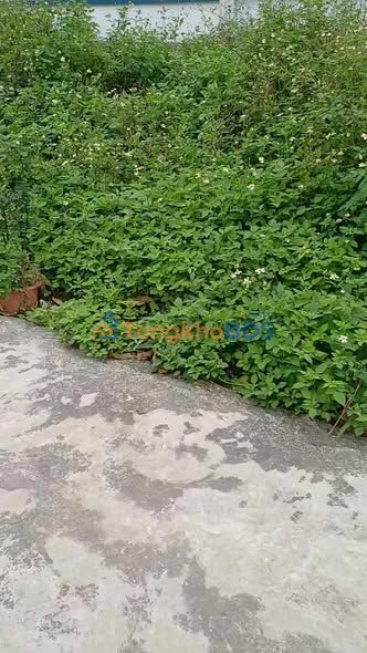 Đất nền Phù Cừ Hưng Yên 83m² - Sổ đỏ chính chủ