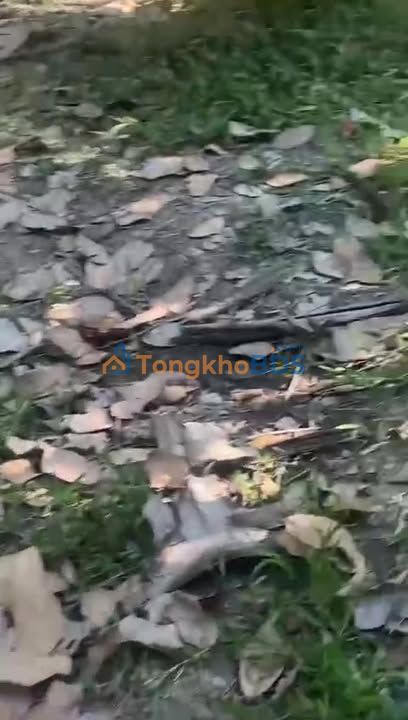 Cho thuê Vườn Mít, Dừa 14.000m² Cái Bè - Tiềm năng kinh doanh hấp dẫn