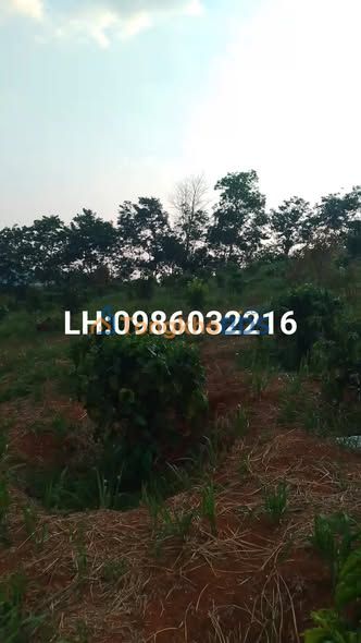 Bán Gấp Farm 1.7ha Cà Phê Xen Sầu Riêng - Đắk Glong, Đắk Nông - Giá 2.3 Tỷ