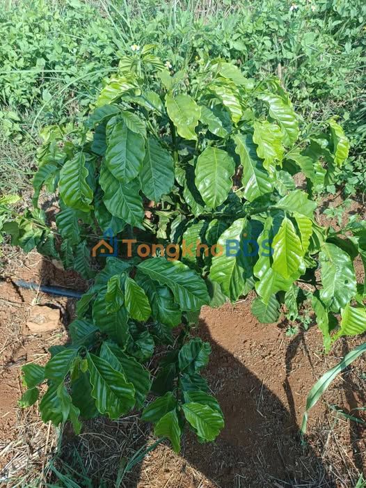 Bán Gấp Đất Farm 28.000m² Đắk Nông - Sổ Đỏ, Sẵn Hệ Thống Tưới